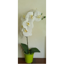 Grande orchidée blanche